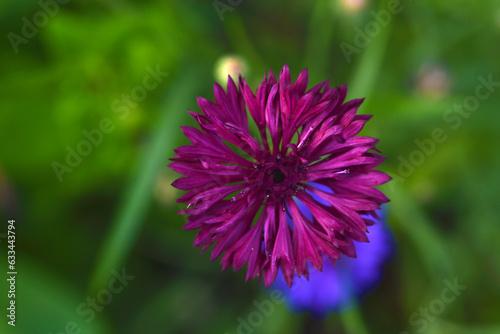 Centaurea paniculata. Aster flowers in the garden. Multicolored small Asteraceae flowers.
