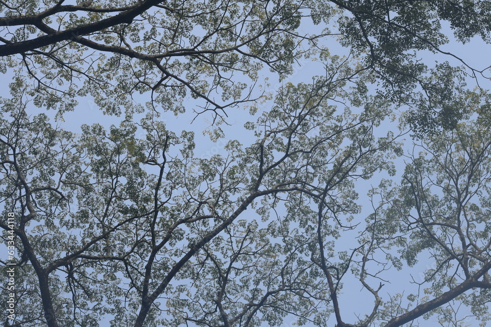 Branches in the sky Branches in the sky