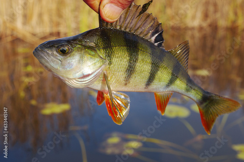 Large river perch on the background of the river bay.