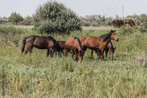 A herd of horses graze on a field in Kazakhstan