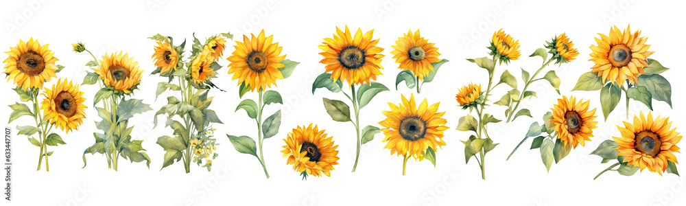 Obraz premium Set of sunflowers watercolor collection hand drawn, sunflowers elegant watercolor illustration , sunflowers isolated transparent background, PNG.