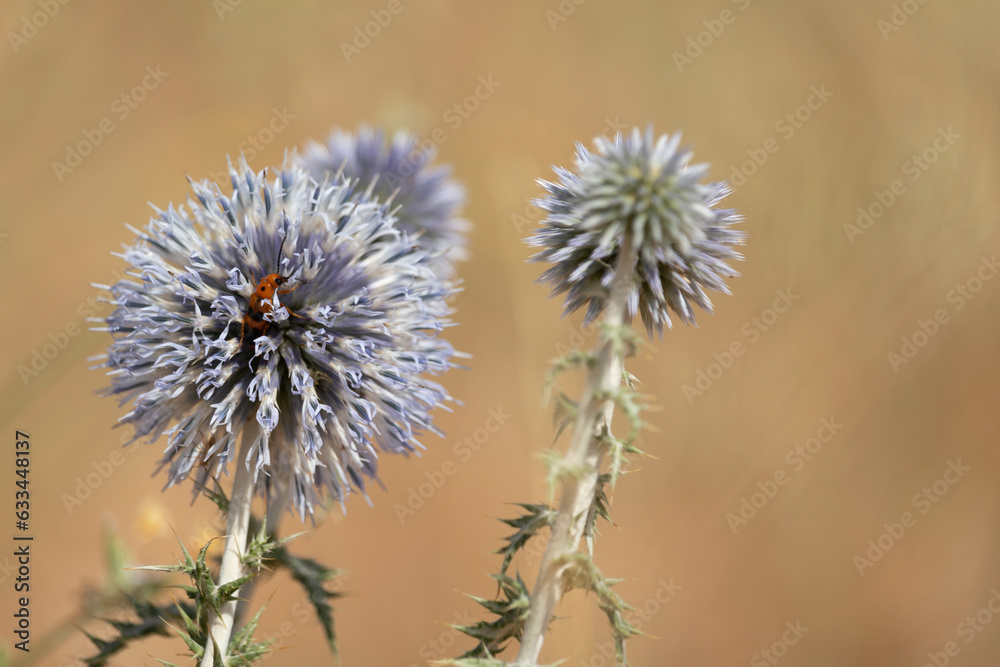 echinops ritro in flower on defocused yellow background
echinops ritro in flower on defocused yellow background
