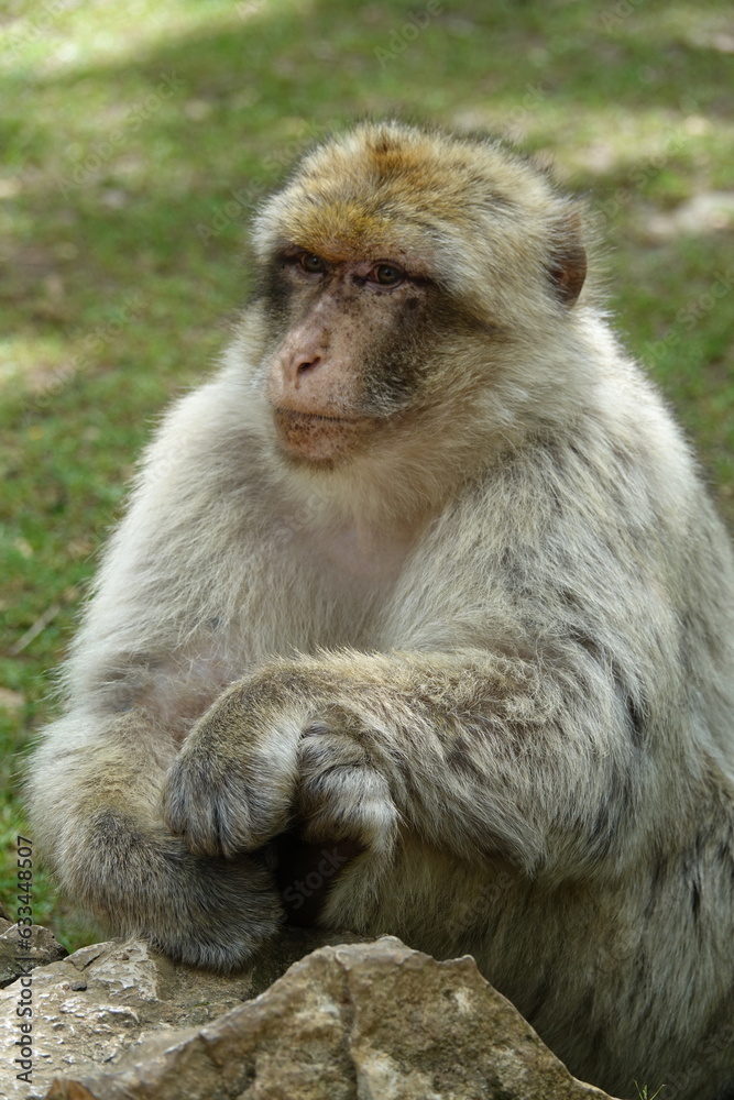 singe (vertical) singe (vertical)