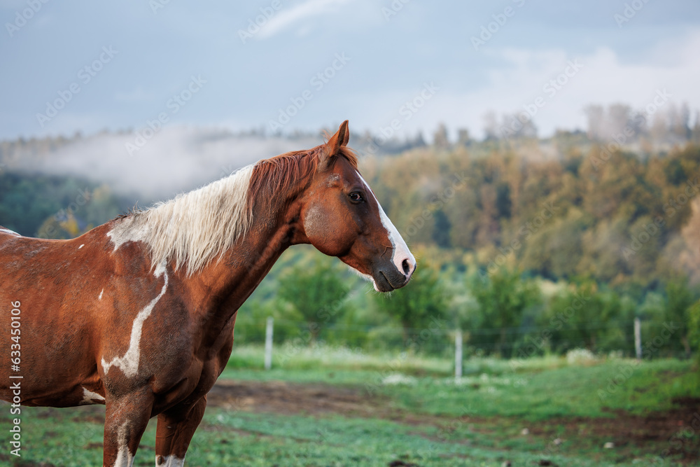 Fototapeta premium Brown paint horse at ranch. Rural scene with domestic animal