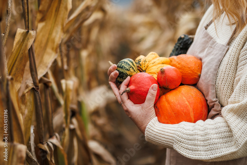 Woman holding harvested decorative pumpkins in corn field. Autumn harvesting