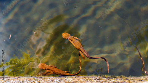 Newts under reflection photo