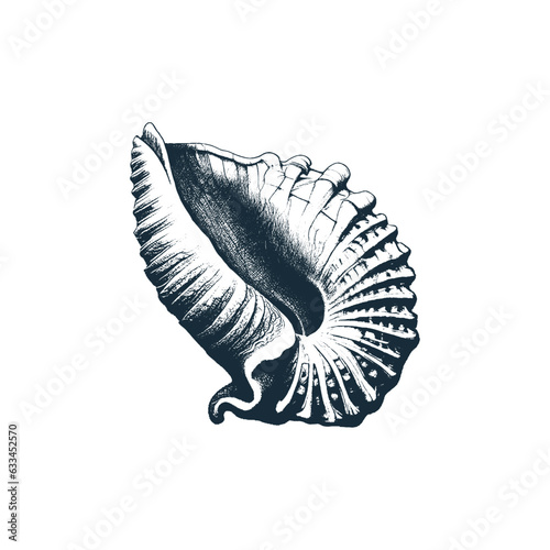 Seashell and Marine Shell Engraved Monochrome Vector Illustration