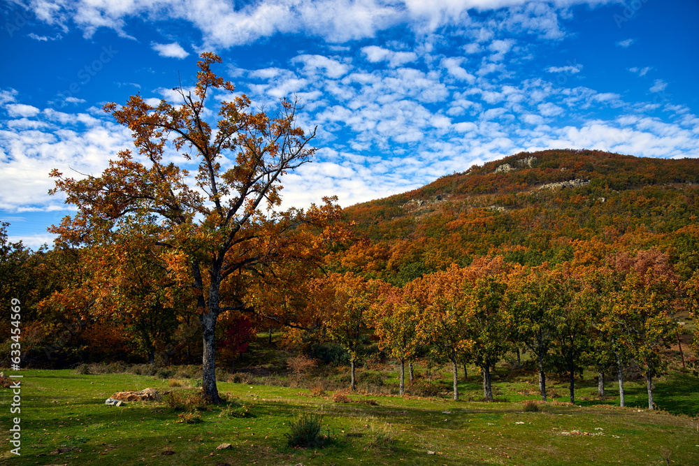 Orange autumn trees with a cloudy sky Orange autumn trees with a cloudy sky