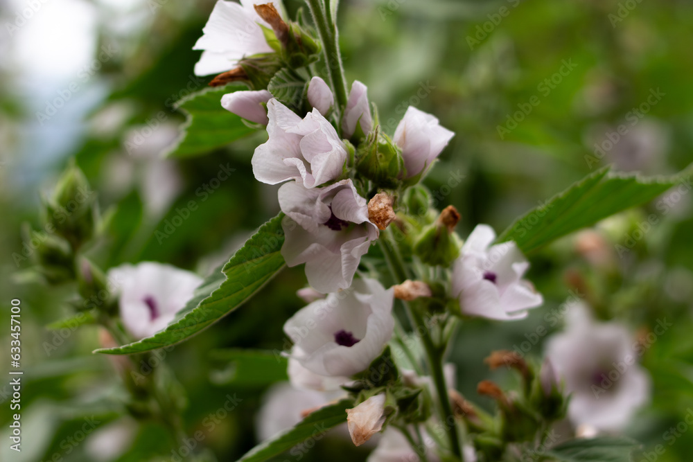 fiori fiori