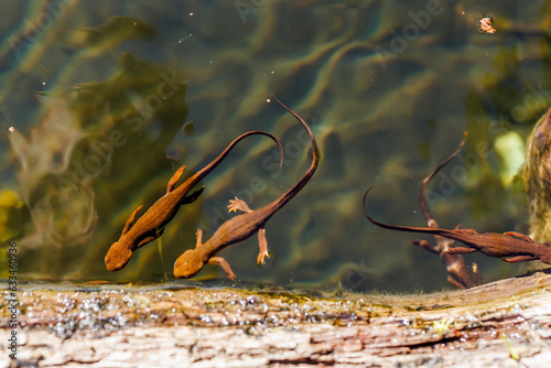 4 Newts swimming together photo