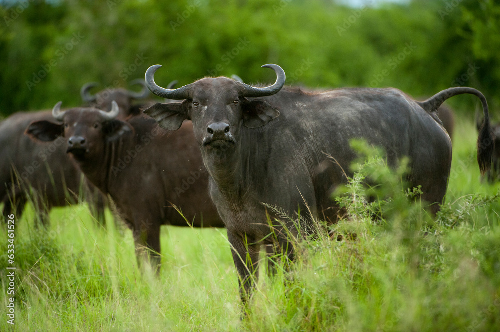 Cape buffalo (Syncerus caffer) on the plains of Queen Elizabeth National Park; Uganda