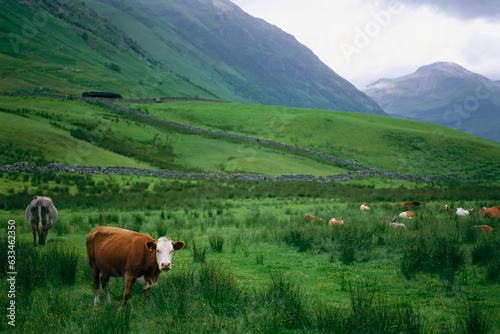 Cattle graze in fields fenced with stone walls at Scafell Pike in England  England