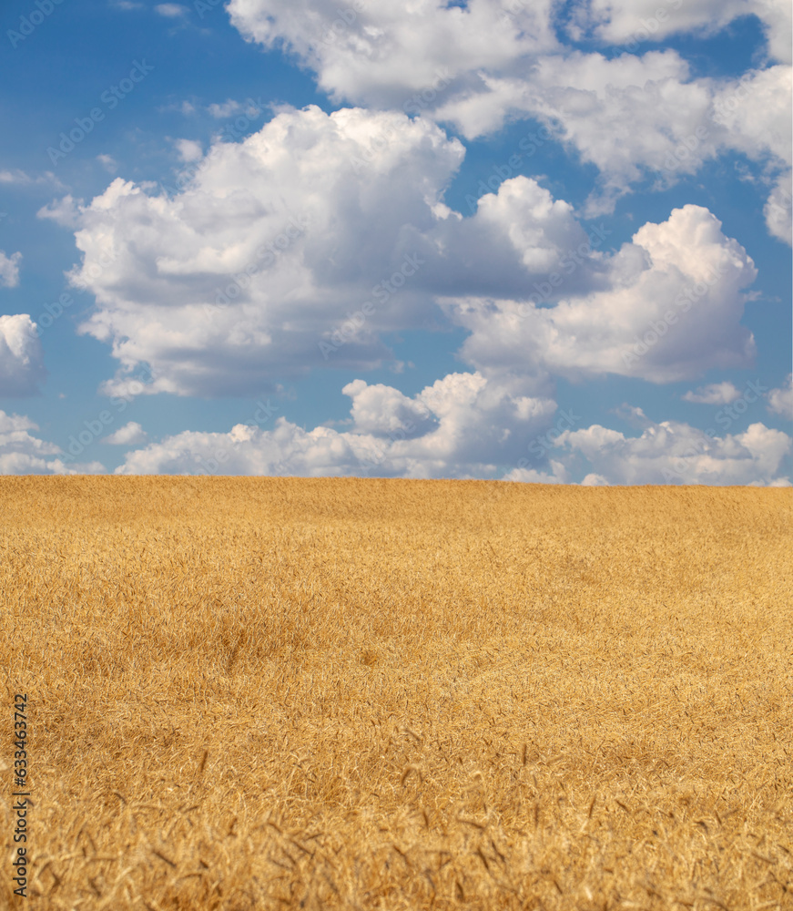 Summer landscape - blue sky and wheat field