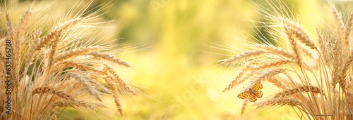 Golden ripe ears of wheat and butterfly close up on field, natural sunny background. summer autumn harvest season. agriculture concept. rustic landscape. banner. copy space. template for design