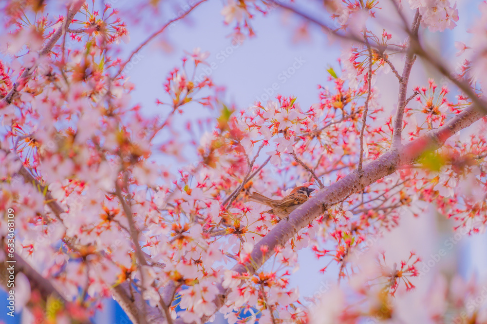 桜と雀(すずめ) 桜と雀(すずめ)