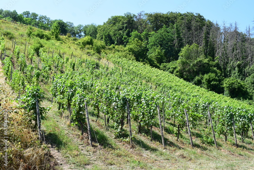 Vineyards in Mosell Valley, France