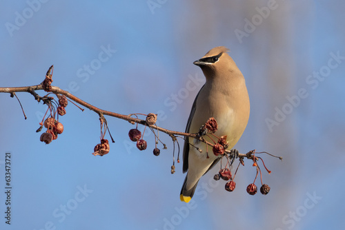 cedar waxwing on berry branch
