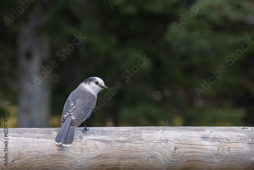 bird on a fence © Chris