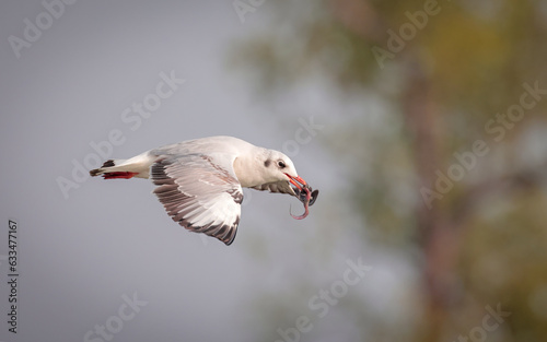 Foto A hunting gull with a fish in its beak