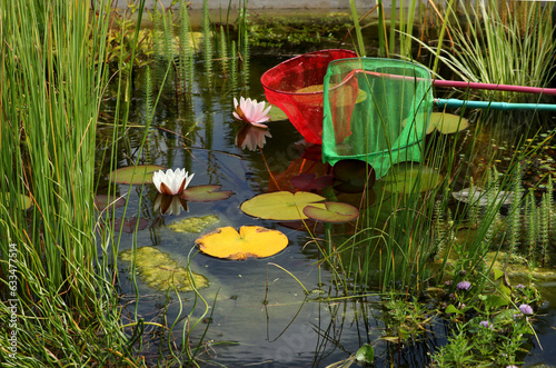 Photography Pond dipping with nets.