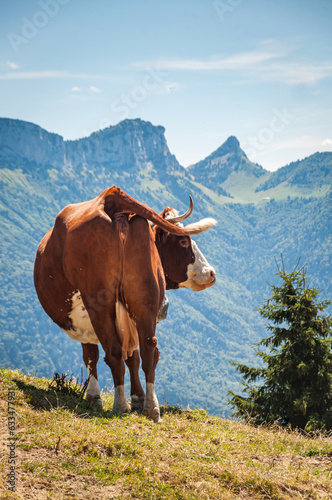 Vaches en p  turage dans les montagnes de Haute-Savoie