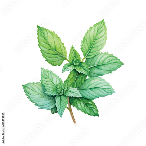 mint leaves isolated on white background photo