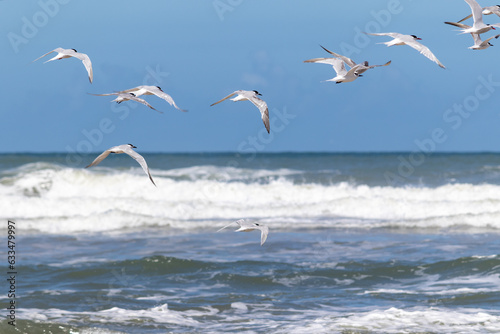 The beauty of Cabot's terns found in Barra de Tramandaí in Rio Grande do Sul, Brazil. 