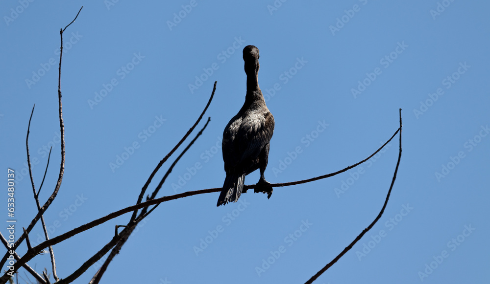 Neotropic cormorant resting on a tree branch. Neotropic cormorant resting on a tree branch.