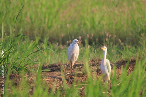 white stork in the grass