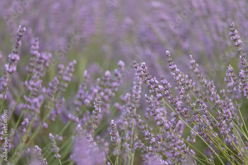 very beautiful lavender fields in bloom close up shot 