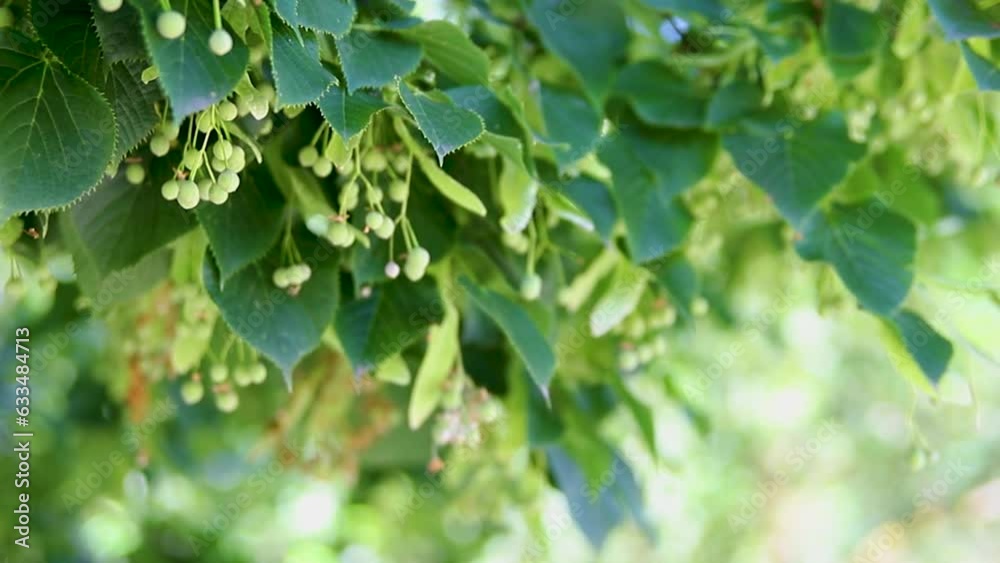 Linden flowers and buds. Close-up of linden flowers on a sunny day, bright and juicy blurred linden leaves in the background. Linden flower tea. Garden or forest. Linden flowers and buds. Close-up of linden flowers on a sunny day, bright and juicy blurred linden leaves in the background. Linden flower tea. Garden or forest.