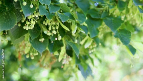 Linden flowers and buds. Close-up of linden flowers on a sunny day, bright and juicy blurred linden leaves in the background. Linden flower tea. Garden or forest. photo