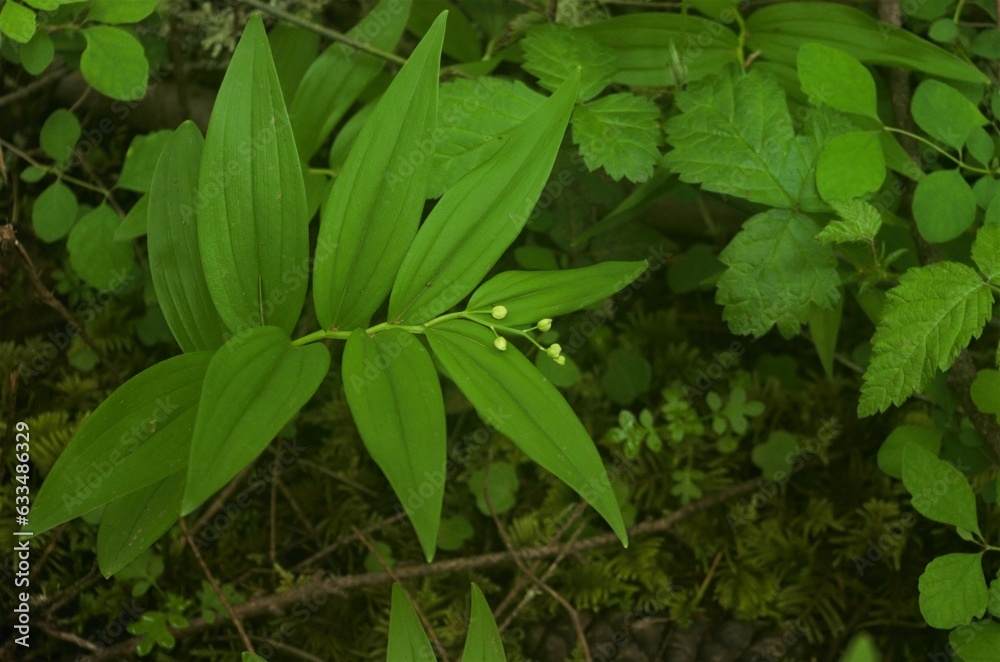 Single strand of green leaves and flower buds of a star-flowered lily-of-the-valley (Maianthemum stellatum) growing out of the forest floor covered in lush foilage. Single strand of green leaves and flower buds of a star-flowered lily-of-the-valley (Maianthemum stellatum) growing out of the forest floor covered in lush foilage.