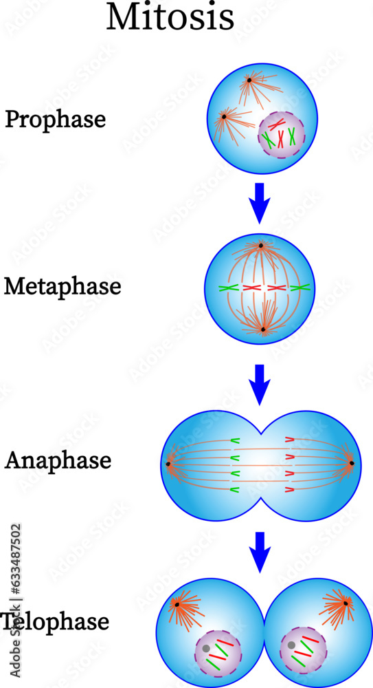 Mitosis phase diagram Prophase Metaphase Anaphase and Telophase Biology Diagrams