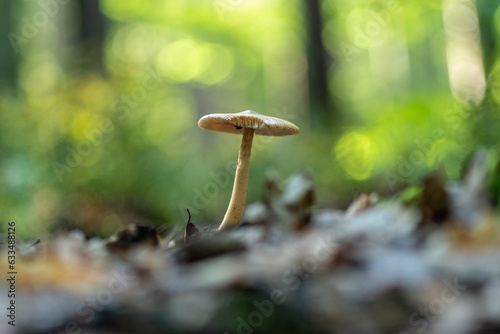 grzybobranie i grzyb w lesie w naturze