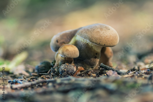 grzyby w lesie w Polsce © Henryk Niestrój