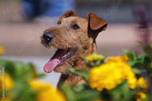 Bild auf Leinwand The portrait of a cute Irish Terrier puppy posing outdoors with yellow flowers i