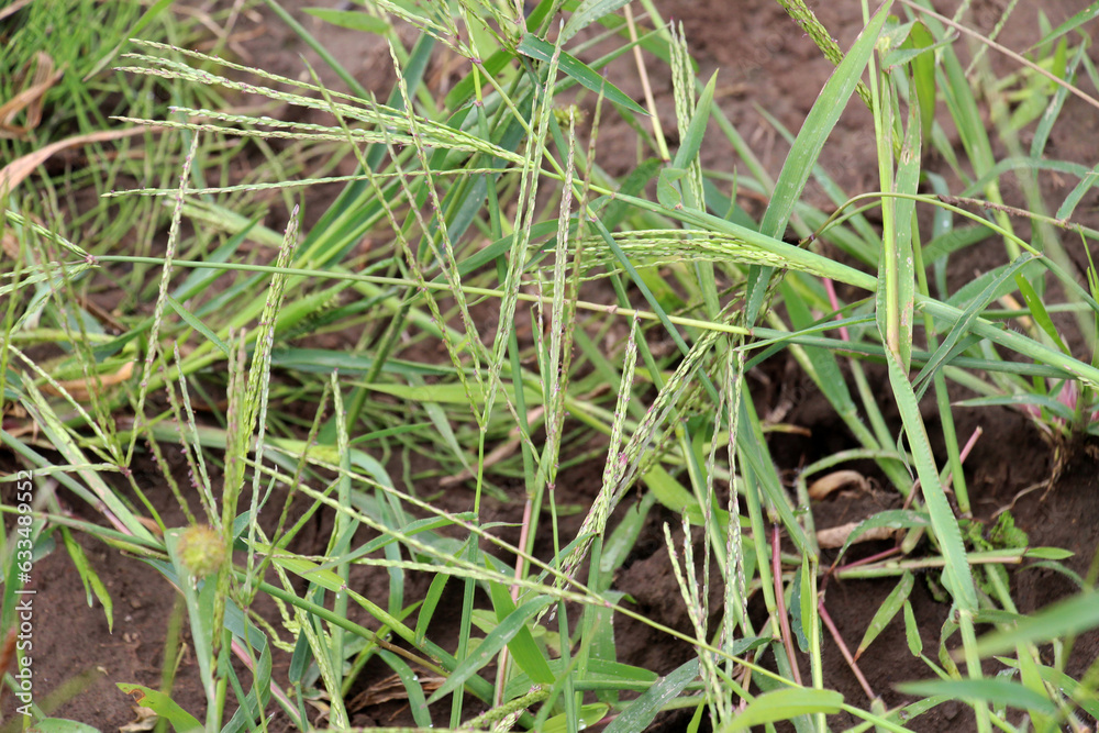In the field, like a weed, grows Digitaria sanguinalis In the field, like a weed, grows Digitaria sanguinalis