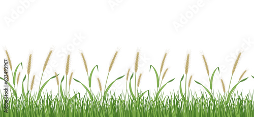 Rye field seamless border. Wheat pattern for packaging. Green ears in the grass on a white background