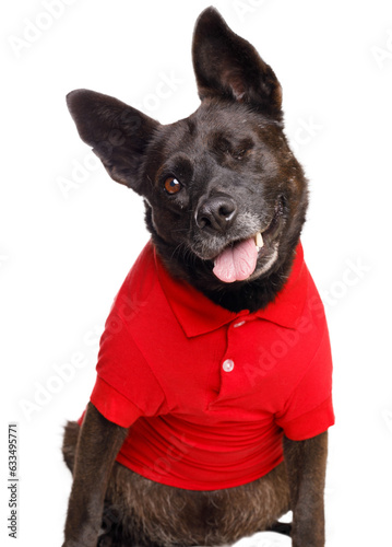 Perro negro