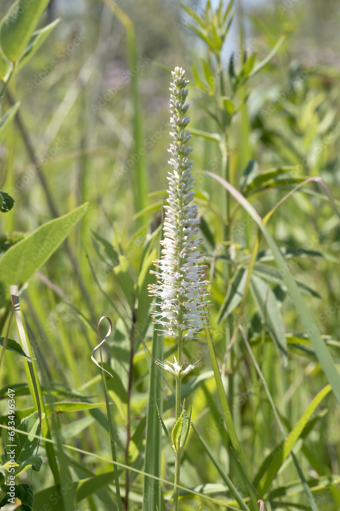 Culver's root flowers blooming in the prairie on a summer day in Iowa. 