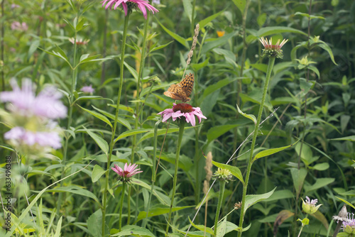 Great spangled fritilliary butterfly on a coneflower in an Iowa prairie on a summer day. 