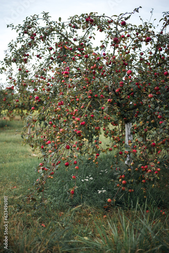 Autumn tree with apples in the village