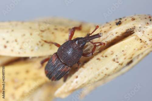 Rice weevil (Sitophilus oryzae), on a fragment of an ear of cereal.