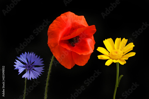 Poppy cornflower marigold