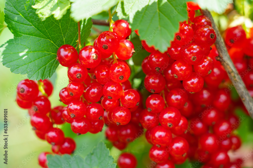 branch of red currants with leaves and berries, on a Sunny summer day branch of red currants with leaves and berries, on a Sunny summer day