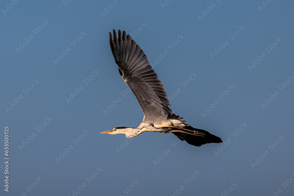 Obraz premium Grey heron (Ardea cinerea).