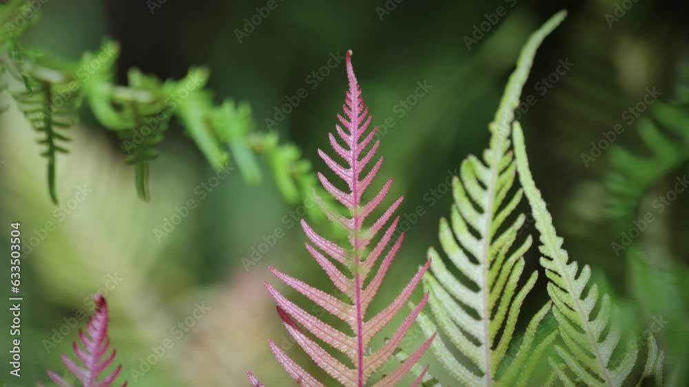 Native ferns blowing in the wind, Auckland, New Zealand Native ferns blowing in the wind, Auckland, New Zealand