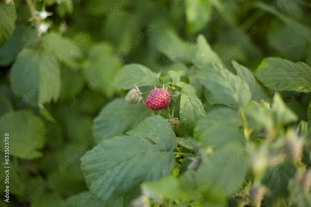 Raspberry fruit Raspberry fruit