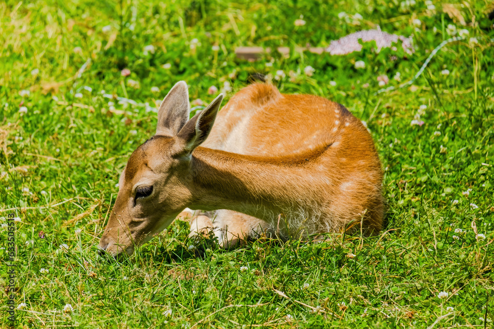 Naklejka premium Cute deer posing in nature, wildlife